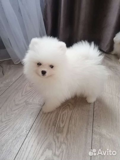 Белый померанский шпиц