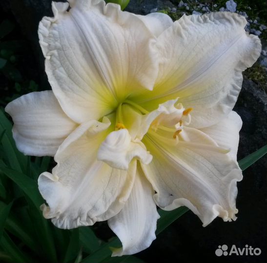 Лилейники сортовые