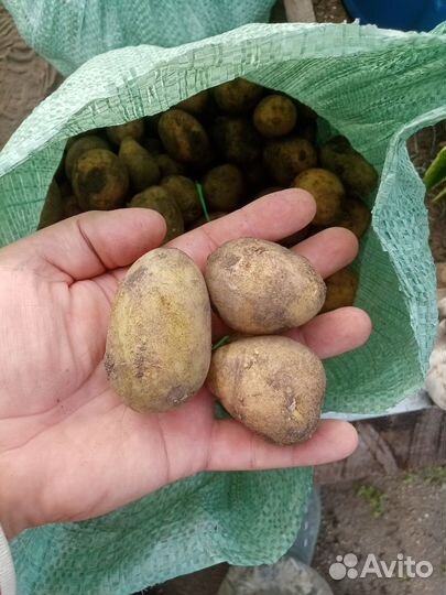 Картофель мелкий для скотины