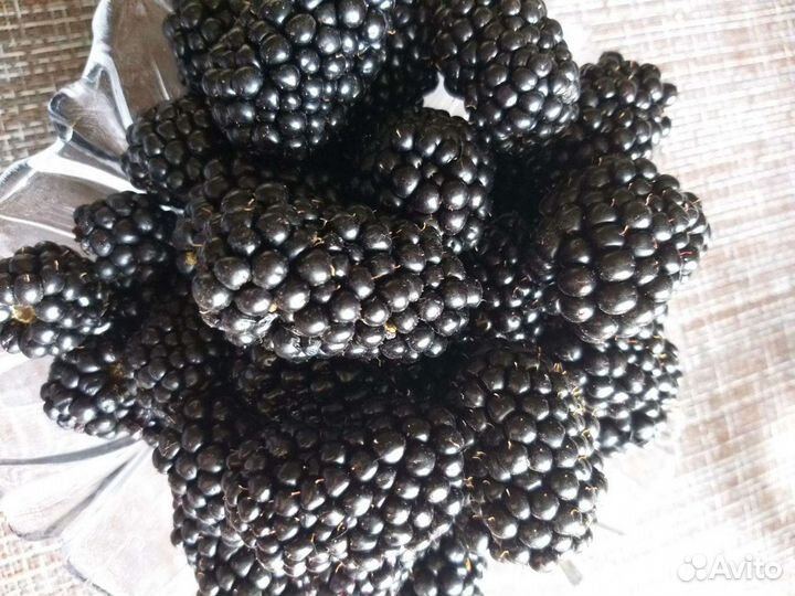 Ежевика саженцы