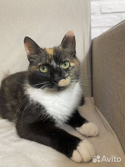 Кошка в добрые руки