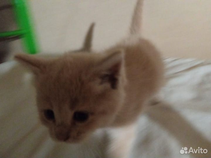 Домашние животные бесплатно