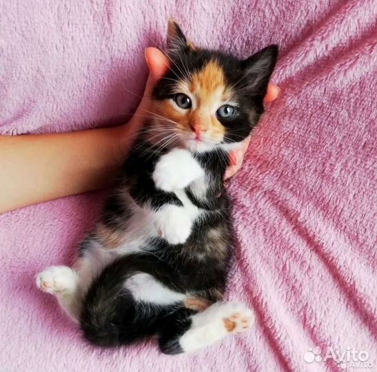 Котёнок, котята в добрые руки