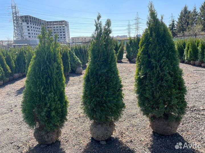 Туя смарагд 180-200 см