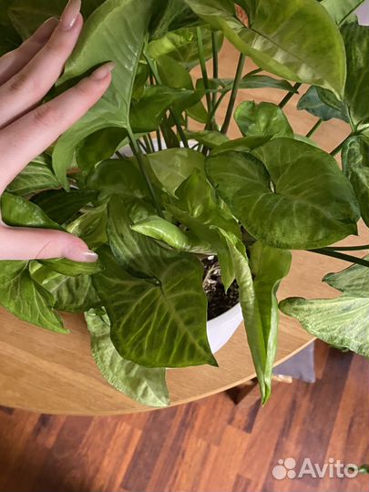 Сингониум вайт баттерфляй d21