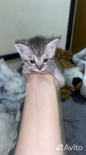 Британская кошка