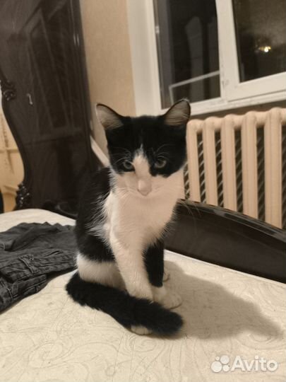 Котик под дождем