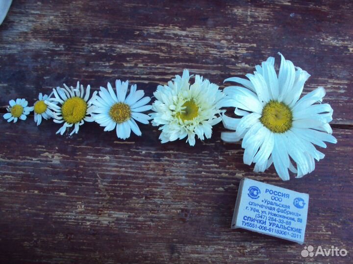 Нивянник крупный(ромашка)