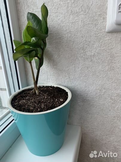 Замиокулькас