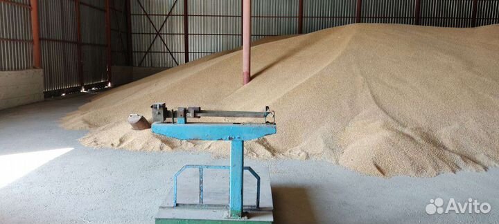 Зерно пшеница