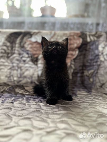 Котята помесь маекун и британец