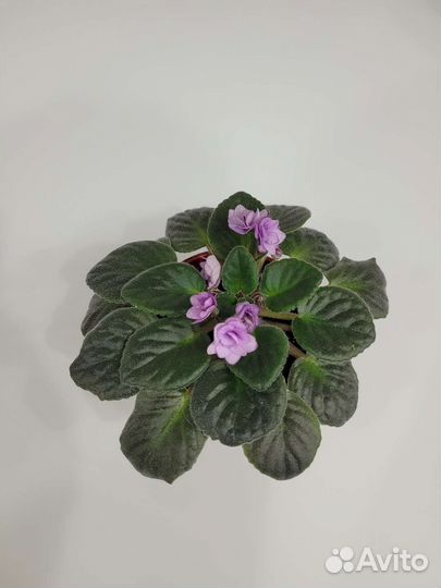 Фиалки в горшках