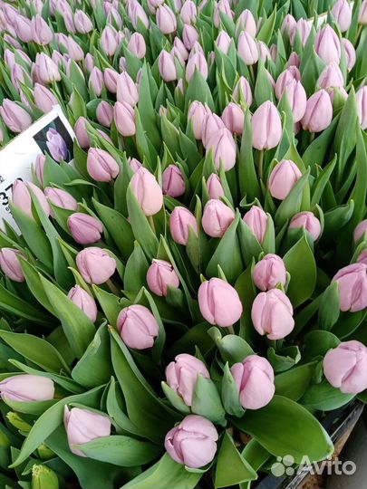 Тюльпаны к 14 февраля