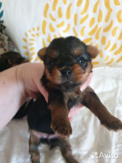 Йоркширский терьер мини беби фейс, стандарт, щенки