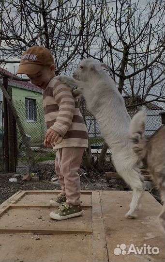 Коза нубийская