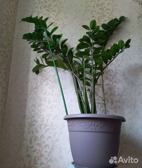 Замиокулькас