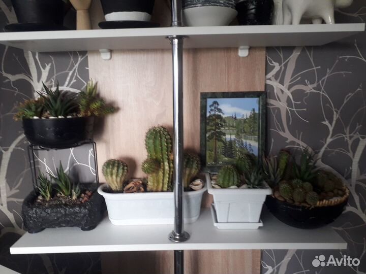 Кактусы и композиции из кактусов и суккулентов