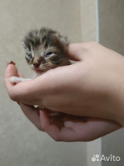 Ветеринарный врач