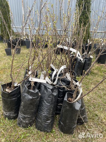 Растения для сада