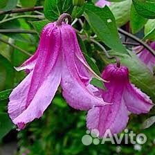 Княжики клематисы