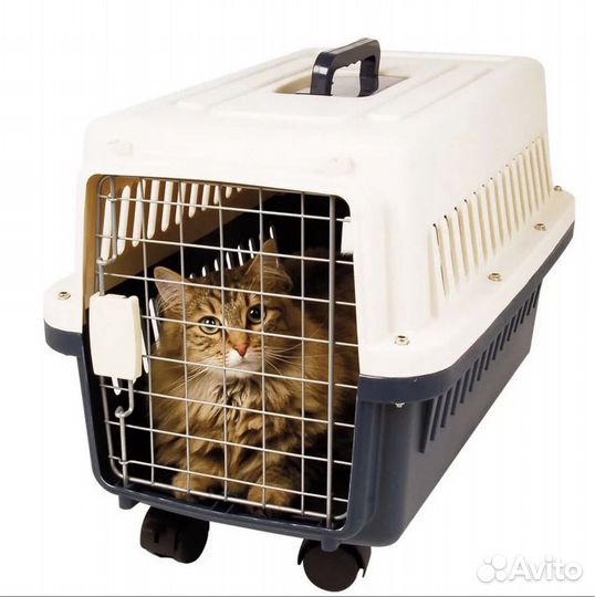 Переноска в аренду