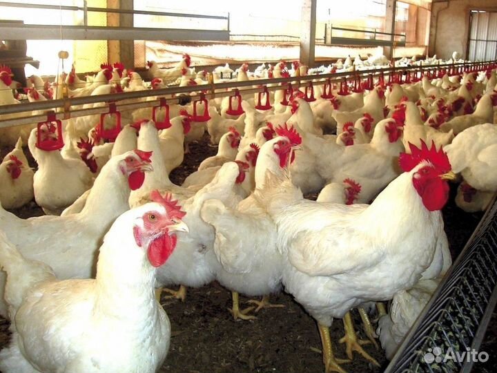 Куры несушки