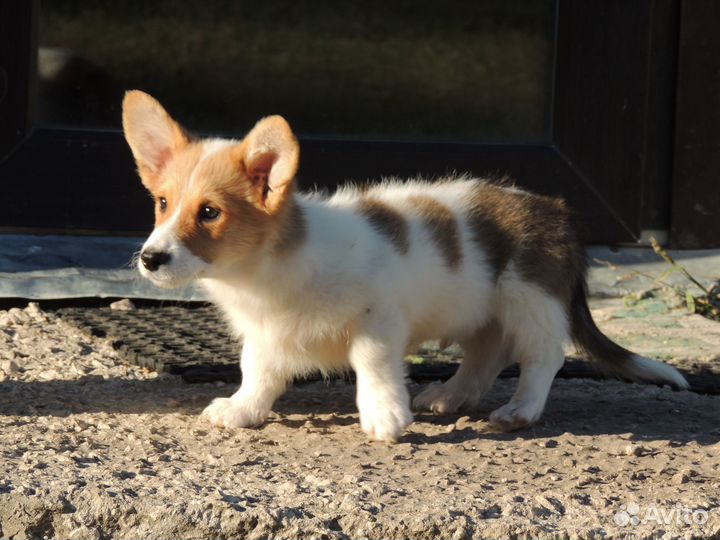 Чудо коржик
