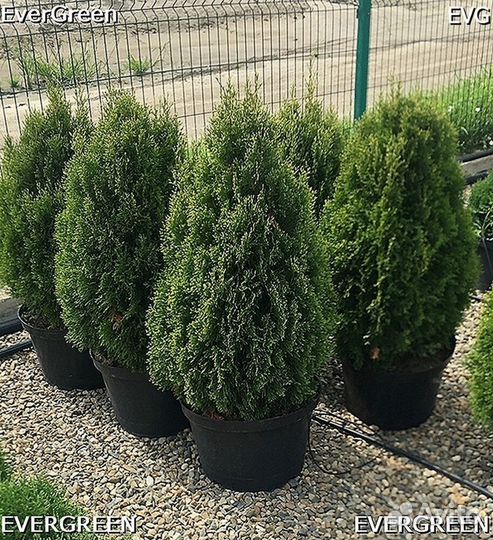 Туя из питомника