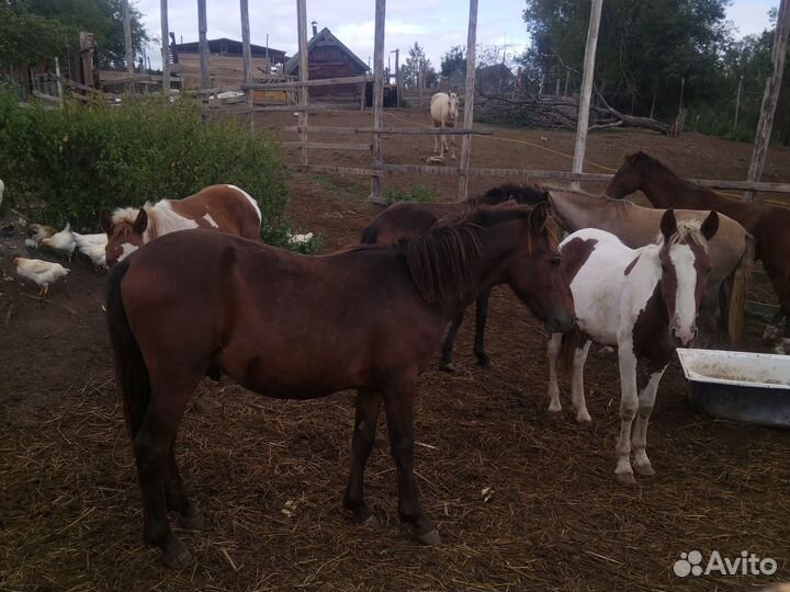 Лошади1,5года