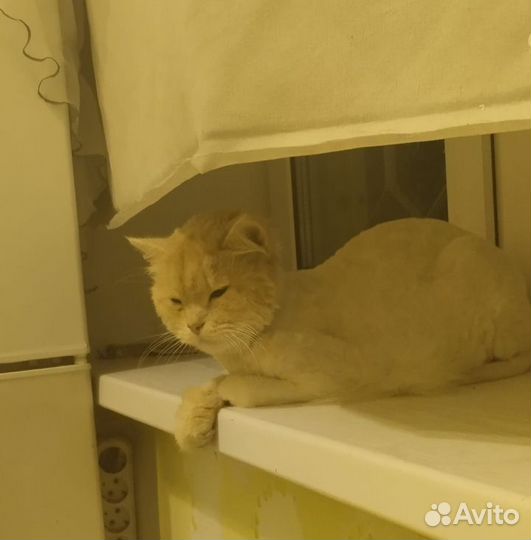 Солнечный котик