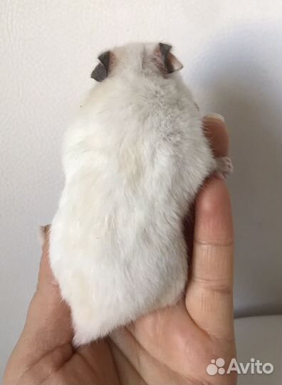 Джунгарские И сирийские хомячки