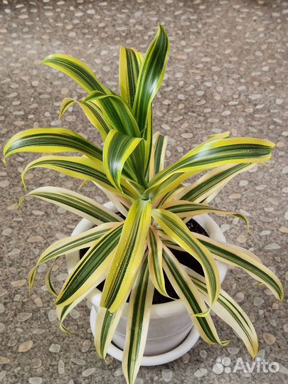 Драцена. Фил. Эписция