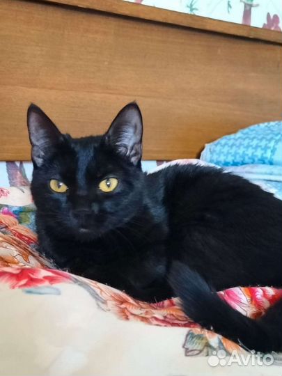 Котёнок чёрный 5 месяцев