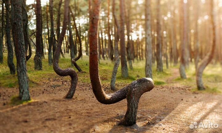 Экскурсия Куршская коса,замок Шаакен,Янтарный,Балт