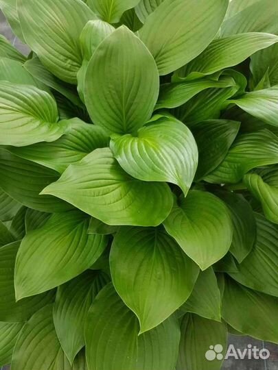 Растения для сада