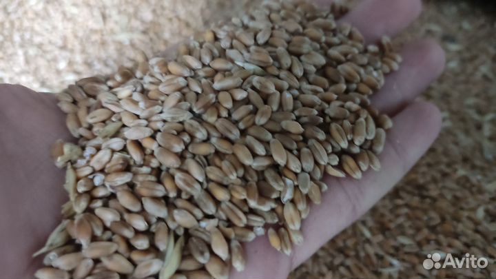 Зерно пшеница
