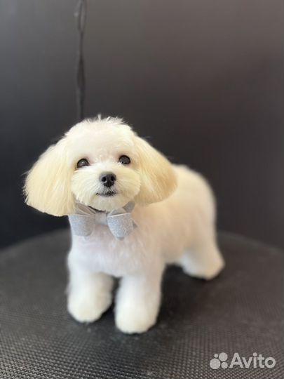 Стрижка мелких собак, грумер