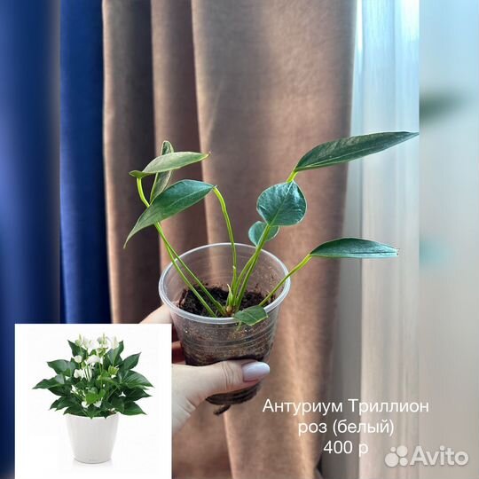Антуриум розовый, белый (карликовый)