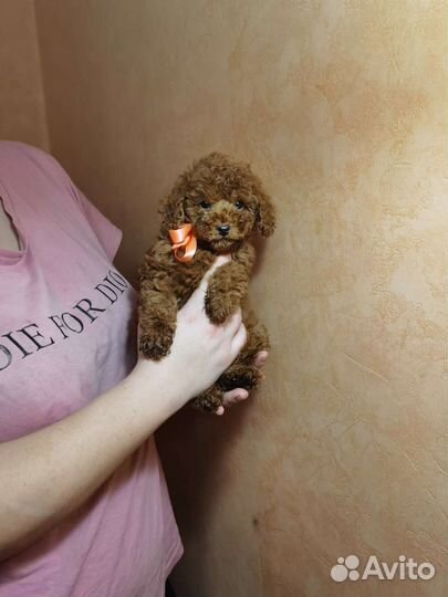 Мальчик мини мальтипу