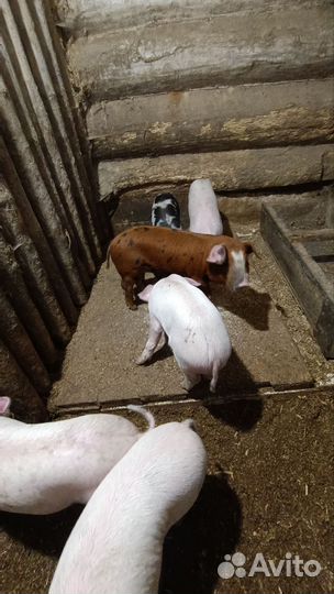 Поросенок ландрас