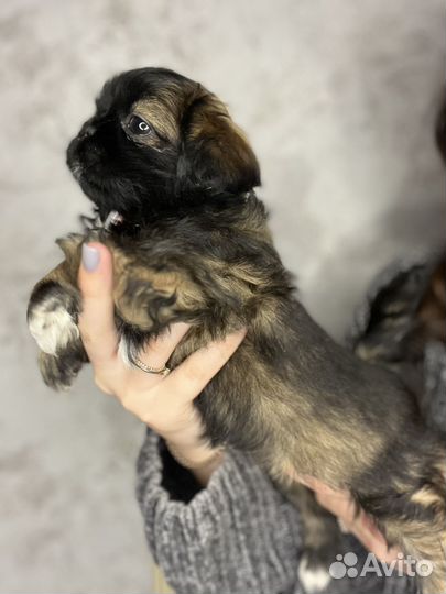 Щенки пекинеса