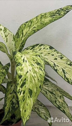 Диффенбахия Стар брайт