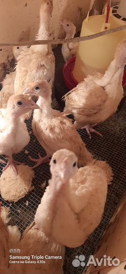 Индюшата хайбрид подрощенные