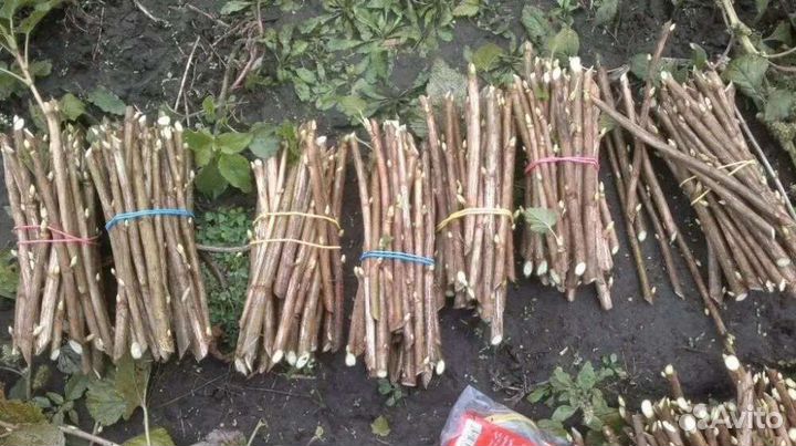 Черенки смородины, йошты, форзиции, облепихи