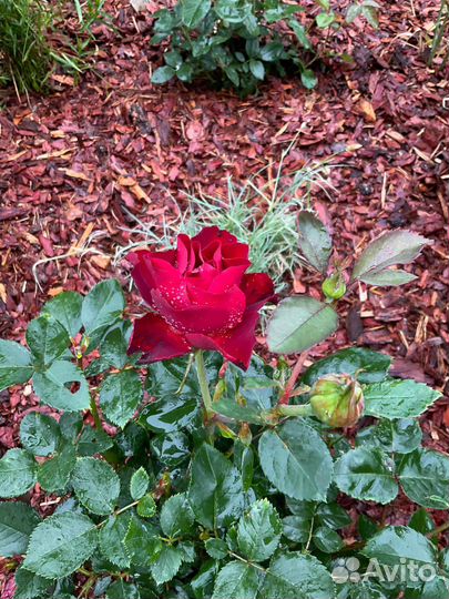 Мульча кора лиственницы