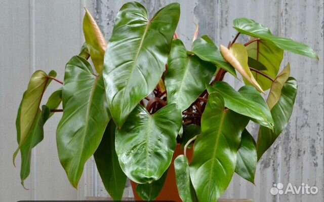 Филодендрон
