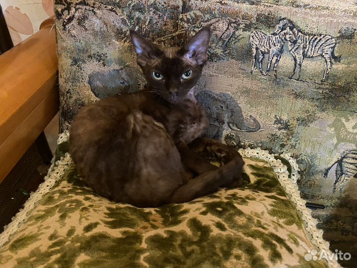 Девон рекс шоколадная Милена