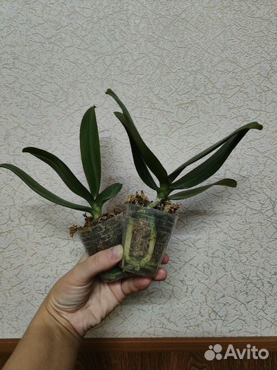 Орхидея фаленопсис