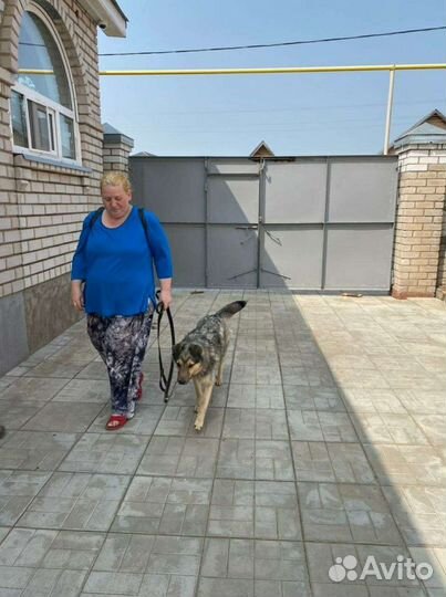 Дрессировка и воспитание щенков и взрослых собак