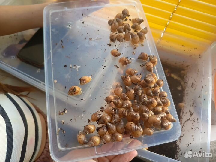 Улитка Ахатины